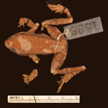 Media type: image;   Herpetology A-1588